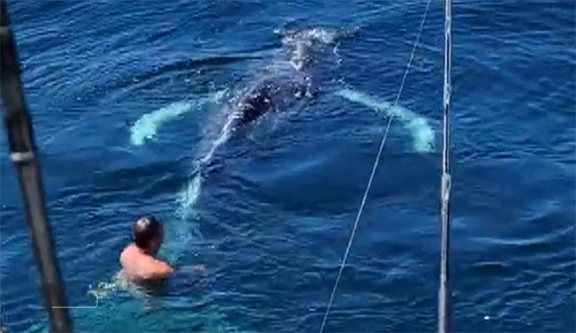 California angler jumps into the water to rescue a whale trapped in a lobster trap.