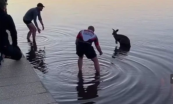 A kangaroo shivering in the freezing waters of Australia.