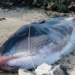 giant 19m whale shark lands on beach 116999
