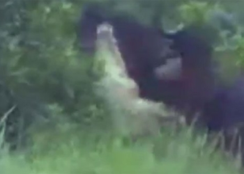 giant crocodile attacked by wild water buffalo leaping into the sky 116094
