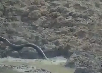 giant eel surprises with a sudden surge from below water killing an elephant in an instant 116595