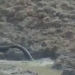 giant eel surprises with a sudden surge from below water killing an elephant in an instant 116595