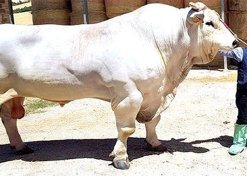 giant monster pet longest on earth 2 meters tall 1700kg 117893