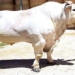 giant monster pet longest on earth 2 meters tall 1700kg 117893