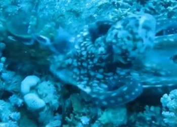 giant octopus discovered with sea grass under coral reef how the tensioned war will end 116913
