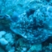 giant octopus discovered with sea grass under coral reef how the tensioned war will end 116913