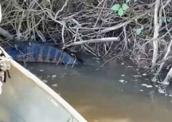 giant python swallowed by anaconda 117514