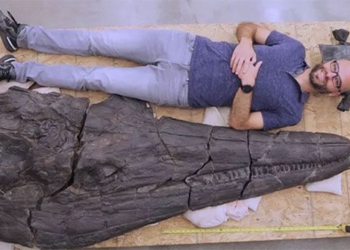 giant sea monster 17 meters long reveals mystery about strange evolution 117892