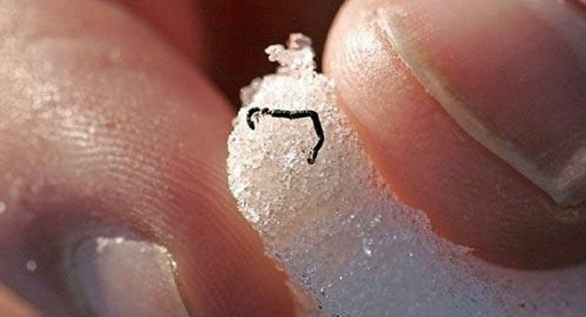 Image of ice worms.