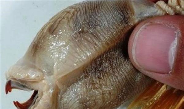 In fact, this ugly creature is a type of giant sea worm living in the deep sea.