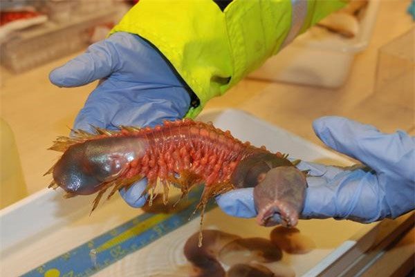 This creature looks just like an alien monster from a movie.