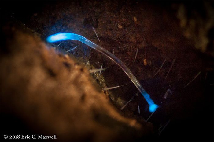 Bioluminescent worms in Dismals Canyon