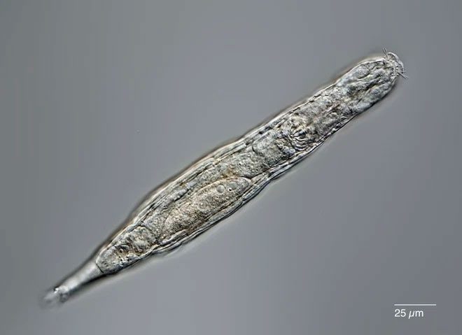 Immediately after awakening from their millennia-long slumber, the organisms instantly began to replicate themselves.