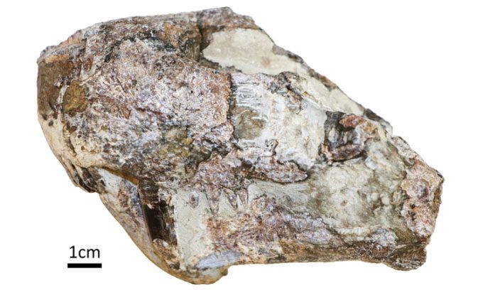 Gorgonopsian skull from the middle Permian period.