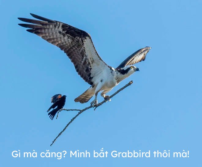 Red-winged Blackbird "hitching a ride" on the branch of a sea eagle