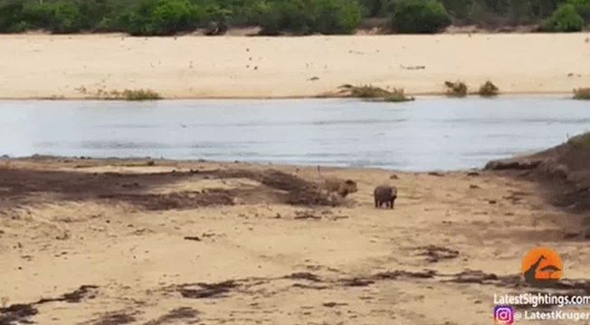 The baby hippopotamus actively attracts the predator, but steadfastly refuses to fall.