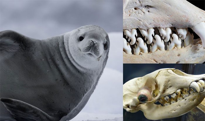 Crabeater Seal