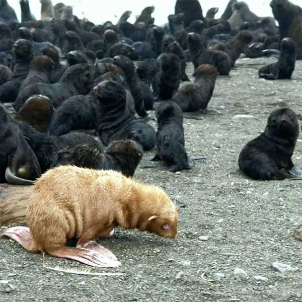 Albinism has severely impaired the seal's vision.