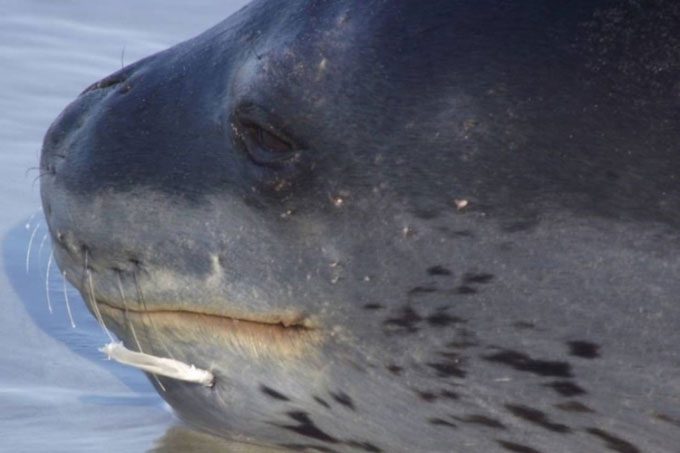 Leopard seal with shark spine embedded in its face.