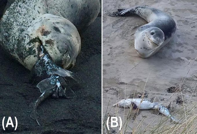 Leopard seal preying on ghost shark in New Zealand.