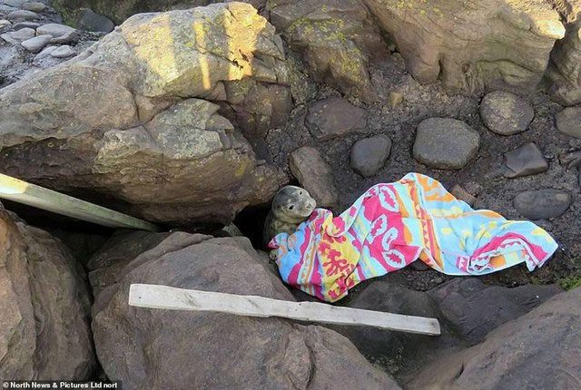 After closer observation, people realized it was stuck between the rocks.