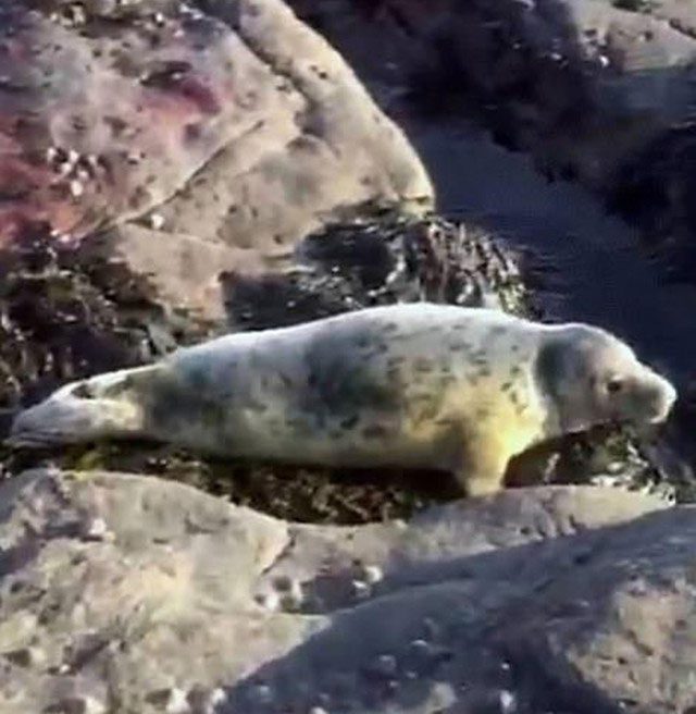 The poor animal was carefully cared for before being released back into the sea.