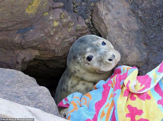 The bewildered face of the seal makes it hard for anyone to understand its predicament.