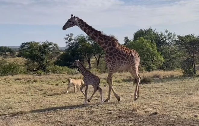 A mother giraffe and her calf discovered by a lioness.
