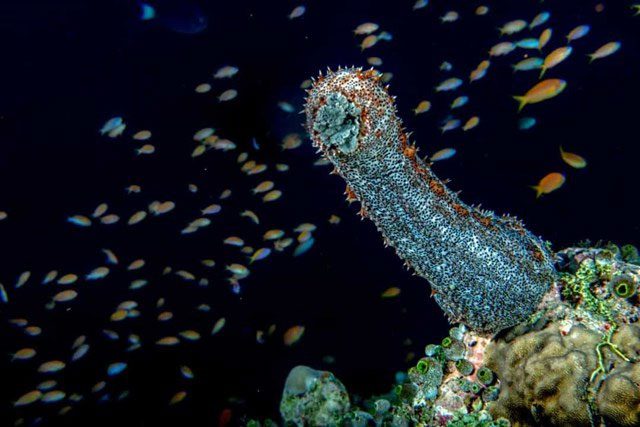 Sea Cucumber