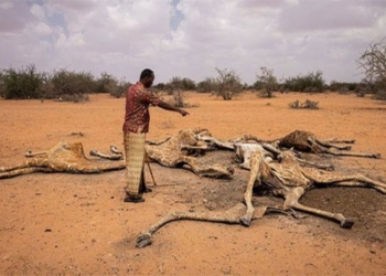 han han causes 6 deer die dry on land 117725