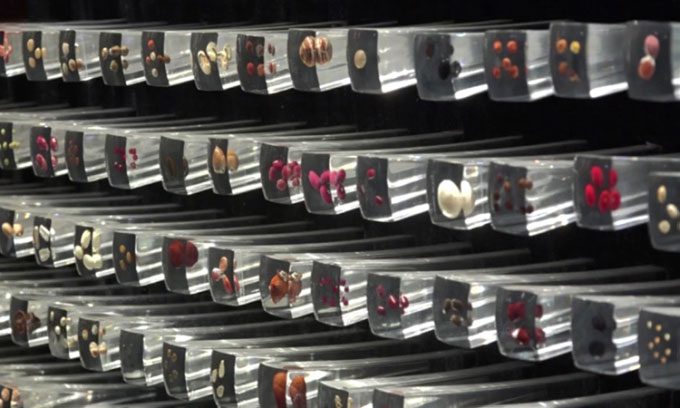 Seeds stored at GBWS.