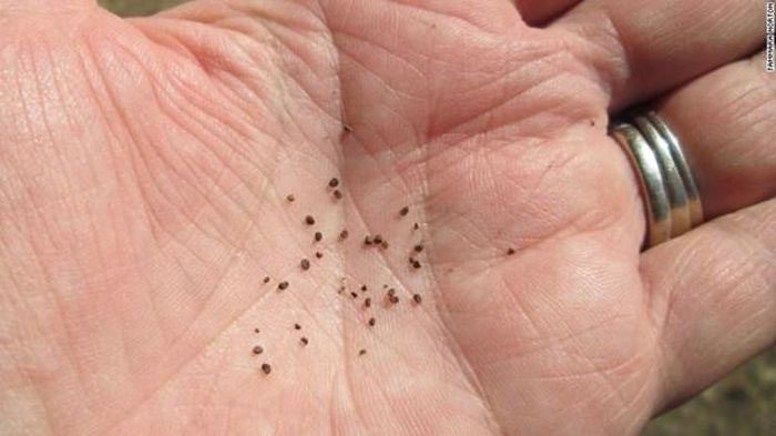 Modern tobacco seeds.