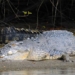 heavenly armor makes dinosaurs extinct why crocodiles still live healthy 117605