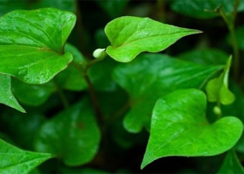 herbs with medicinal properties for throat inflammation available in home garden 110033