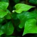 herbs with medicinal properties for throat inflammation available in home garden 110033