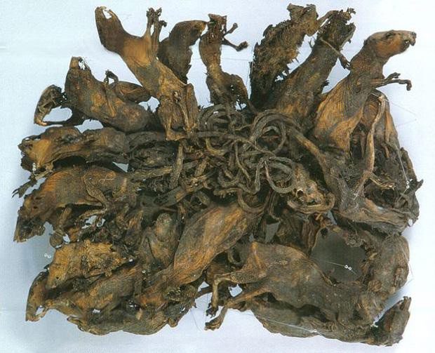 The largest Mouse King in the world