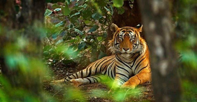 Bengal Tiger.