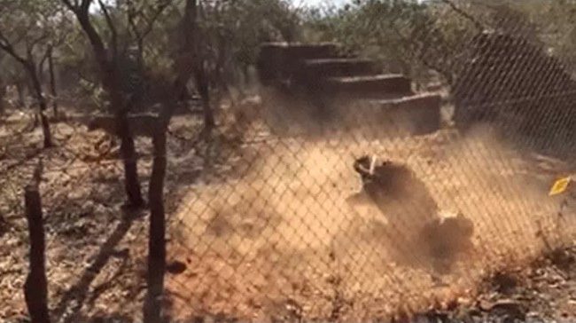 Tiger playing, suddenly experiencing a frightening seizure.