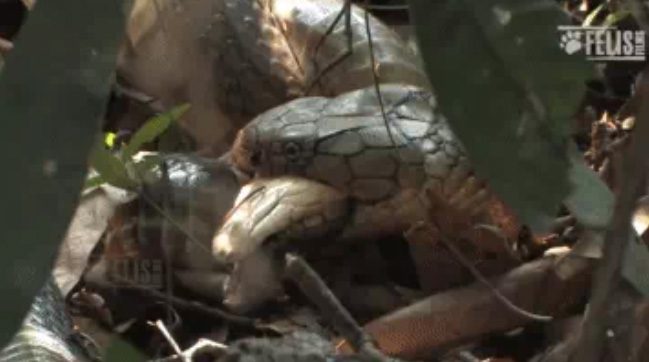 King cobra eating its mate.