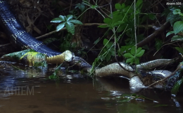 Most snake species cannot escape the fangs of the longest snake in the world, the king cobra.