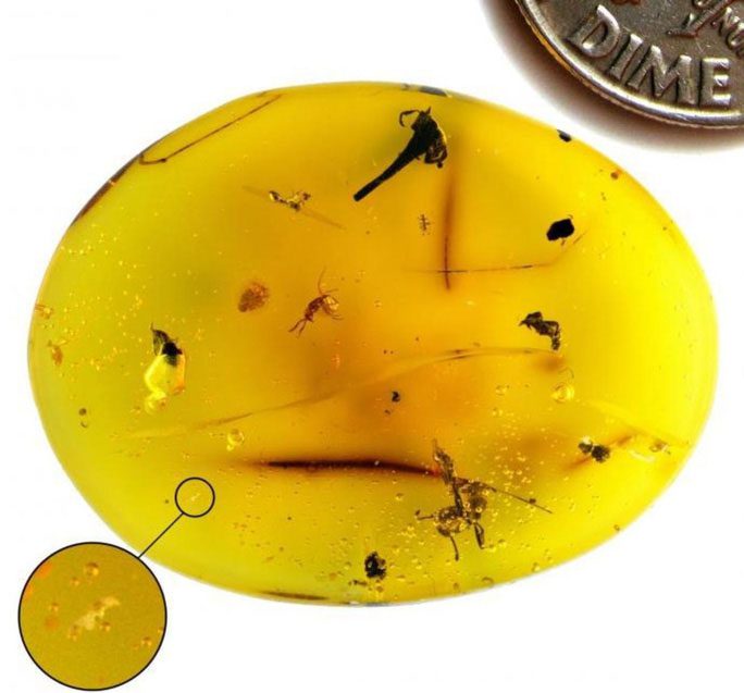 Close-up of the amber containing the precious fossil