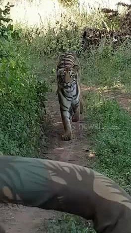 In reality, this tiger was chasing tourists just to play.