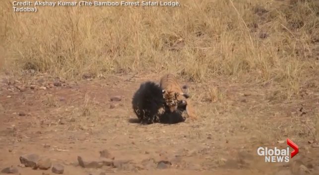 The tiger approaches and attacks the black bear.