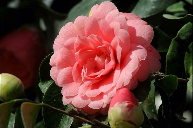This rare camellia flower has many health benefits.