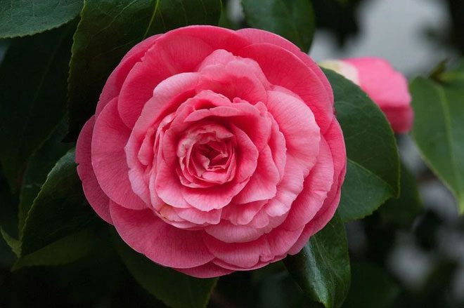 This flower belongs to the camellia family but resembles a rose.