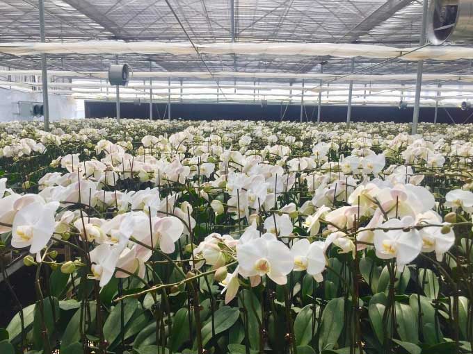 The commercial orchid cultivation model.