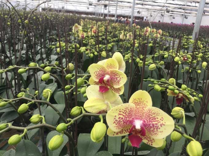 The industrial production model yields uniformly beautiful flowers of good quality.