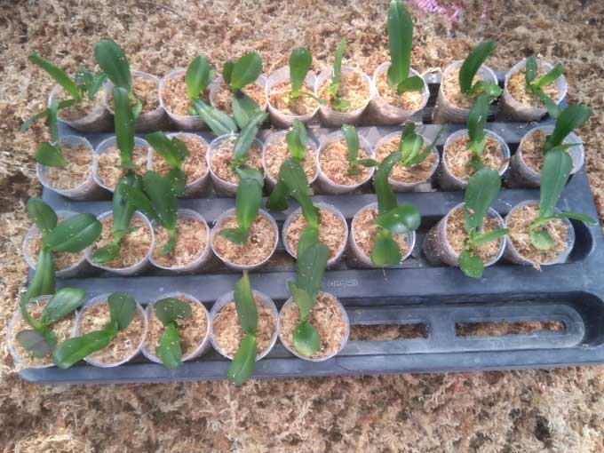 Phalaenopsis orchids being prepared for transfer to the nursery.