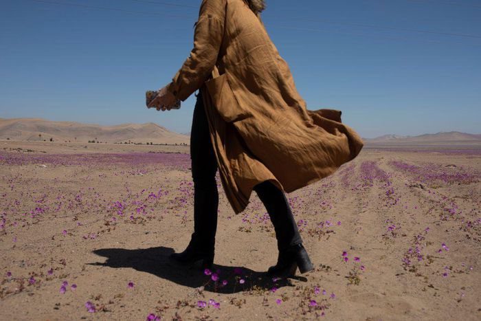 A woman walking in the flowering area of the Atacama Desert.