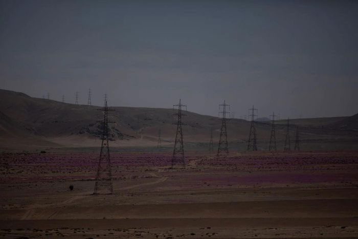The Atacama Desert covered in flowers.